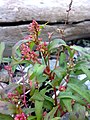 Perzikkruid (Persicaria maculosa)