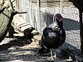 Turkey at Phillips Park