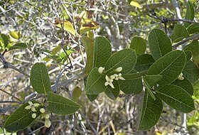 Coelospermum reticulatum