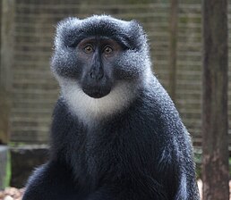 Preuss's guenon (Cercopithecus preussi) at CERCOPAN primate sanctuary.JPG