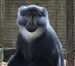 Preuss's guenon (Cercopithecus preussi) at CERCOPAN primate sanctuary.JPG