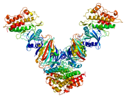 Protein TGFBR1 PDB 1b6c.png