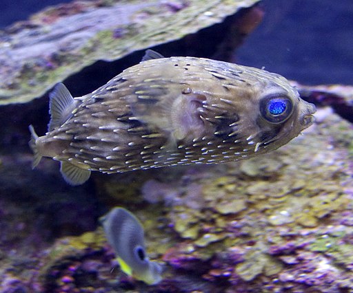 Puffer fish (4387356228)