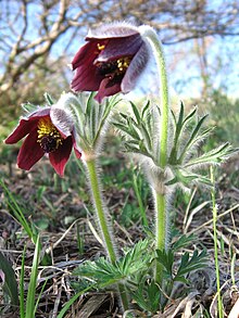 Pulsatilla cernua 4.JPG