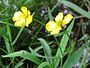 Grote boterbloem (Ranunculus lingua)