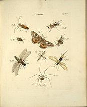 Strona z książki Elementa entomologica, do której Jacob Christian Schäffer napisał wstęp