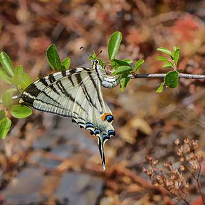 29. Platz: Michael Schroeren Neu! mit Segelfalter (Iphiclides podalirius) bei der Eiablage im NSG Dortebachtal an einem sonnigen Tag.