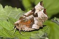 Violettbrauner Mondfleckspanner (Selenia tetralunaria)