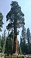 Sekvojovec mamutí (Sequoiadendron giganteum) v Národnom parku Sequoia