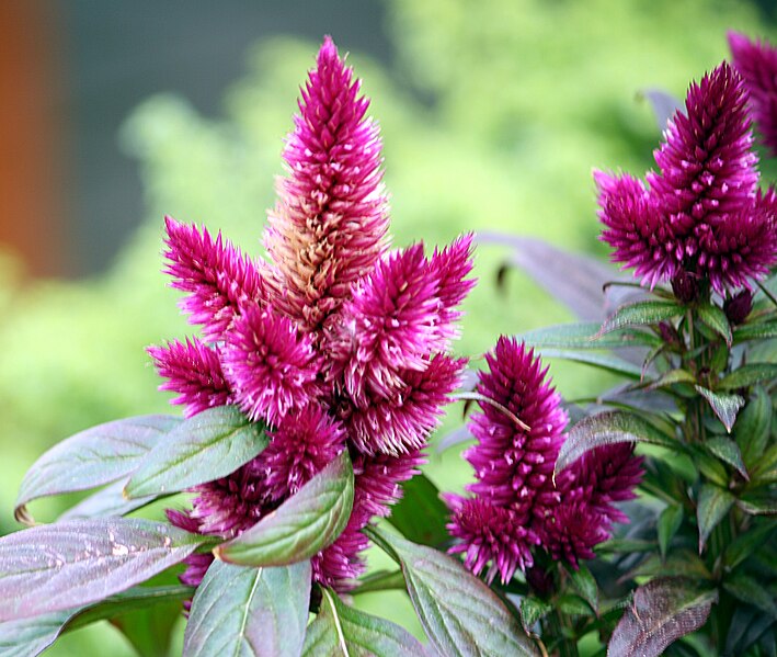 709px Silber Brandschopf   Celosia argentea var plumosa