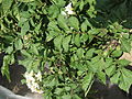 Solanum tuberosum Rosenerdling (03) .jpg