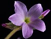 Suksdorfia violacea flower