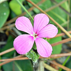 Stenandrium dulce