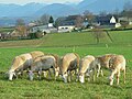 Tarasconnaises à Cieutat (Hautes-Pyrénées)