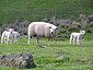 Texel avec ses agneaux.jpg