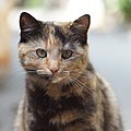 Black tortoiseshell ("tortie") short-haired cat