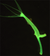 Transgenic Hydra expressing green fluorescent protein Transgenic hydra endo.gif