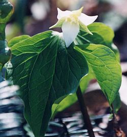 Trillium tschonoskii.jpg