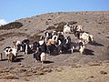 Troupeau de yaks en Mongolie