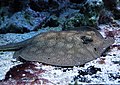 A round stingray in the Gdynia Aquarium.