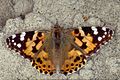 Vanessa cardui (Nymphalini)