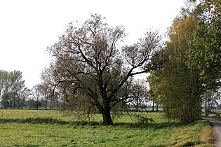 Wiesenfläche mit Weide