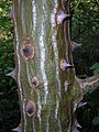 Kmen zarděnice Erythrina sandwicensis