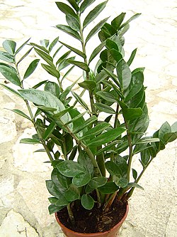 Zamijlapu zamiokulka (Zamioculcas zamiifolia)