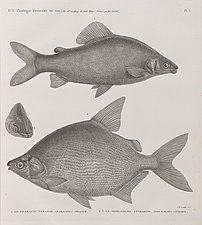 Characin nefasch (Characinus nefasch) et Serrasalme citharine (Serrasalmus citharus)