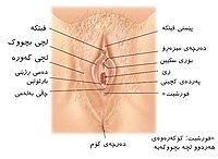 دامێنی ژن