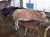 കാസർഗോഡ് കുള്ളൻ Kasaragod dwarf cattle.jpg