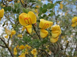 keltarakkopensas (Colutea arborescens)