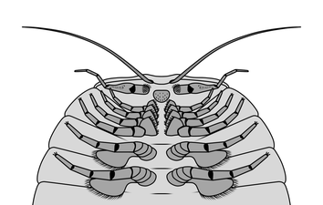 Cheloniellon calmani (anterior, ventral) ケロニエロン・カルマニ（前部、腹側）