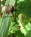 Abrostola tripartita larve aangevallen door Picromerus bidens