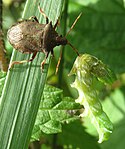 Larven av Abrostola tripartita attackerad av Picromerus bidens