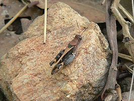 Acorypha unicarinata