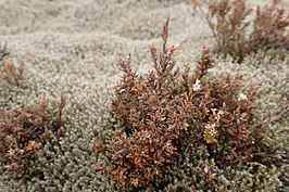 Acrothamnus colensoi