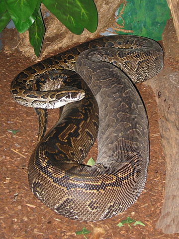 Female African Rock Python