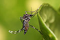 Image 1Nyamuk Aedes aegypti yang dapat membawa virus penyebab sejumlah penyakit seperti chikungunya, demam berdarah, demam kuning, dan demam Zika. Oleh: Muhammad Mahdi Karim. (from Portal:Virus/Gambar pilihan)
