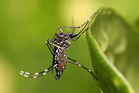 Um exemplar de Aedes aegypti adulto