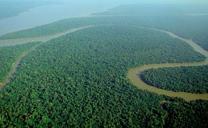 The Amazon rainforest alongside the Solimoes River, a tropical rainforest. These forests are the most biodiverse and productive ecosystems in the world. Aerial view of the Amazon Rainforest.jpg