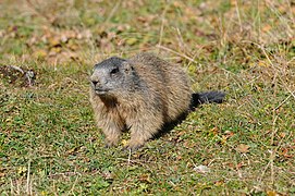 Marmotte sur l'herbe.