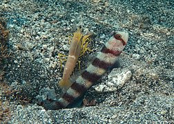 Gobie Amblyeleotris wheeleri associé à Alpheus ochrostriatus