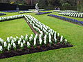 Jardin avec des jacinthes au printemps