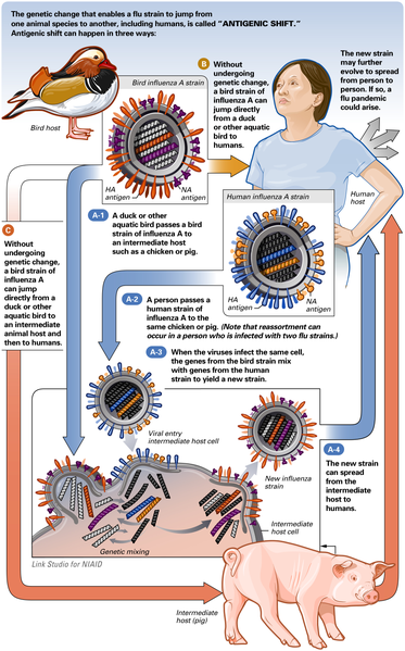 Ο ιός H1N1 και η αντιμετώπισή του βρίσκονται στο επίκεντρο του νέου κύκλου ομιλιών στο Εθνικό Ίδρυμα Ερευνών