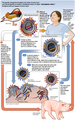 Antigenic shift