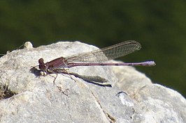 Argia pallens