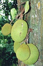 Artocarpus heterophyllus плоды на tree.jpg