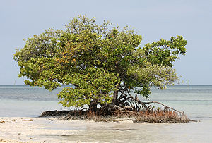 English: Black mangrove (lighter colored leave...