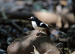 Description de l'image Black-backed forktail (16807008853).jpg.